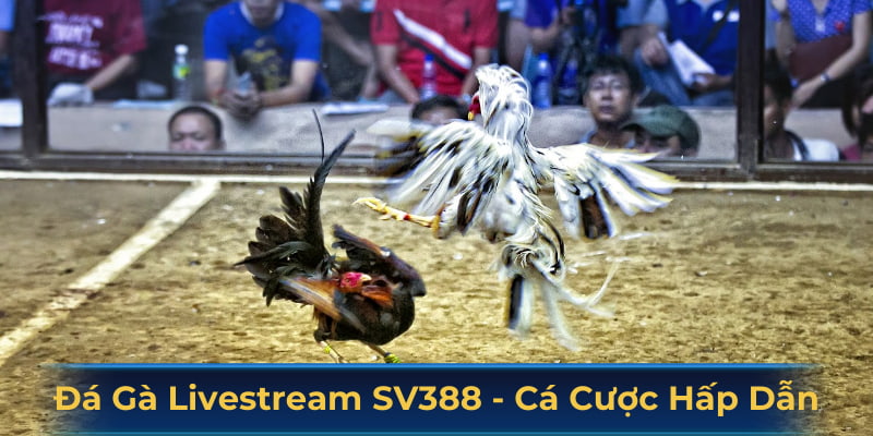 Đá gà livestream